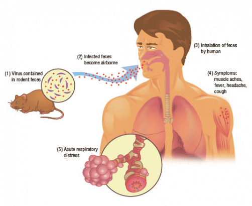 Know More About The Hantavirus In China And How Hantavirus Spread