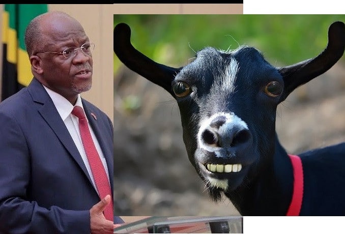 Tanzanian President Magufuli orders probe on COVID-19 kits after goat and pawpaw test positive for Coronavirus...lol